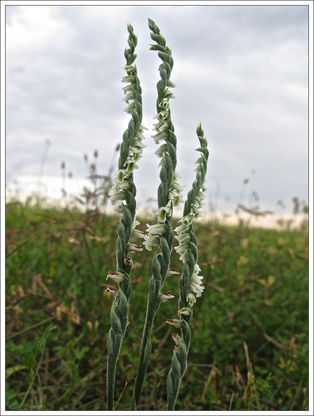 Spiranthes