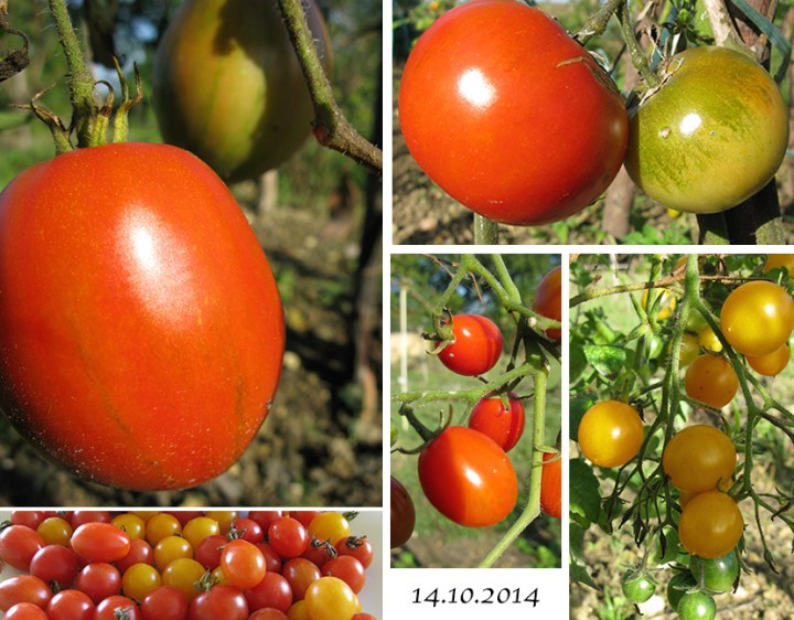 Tomaten