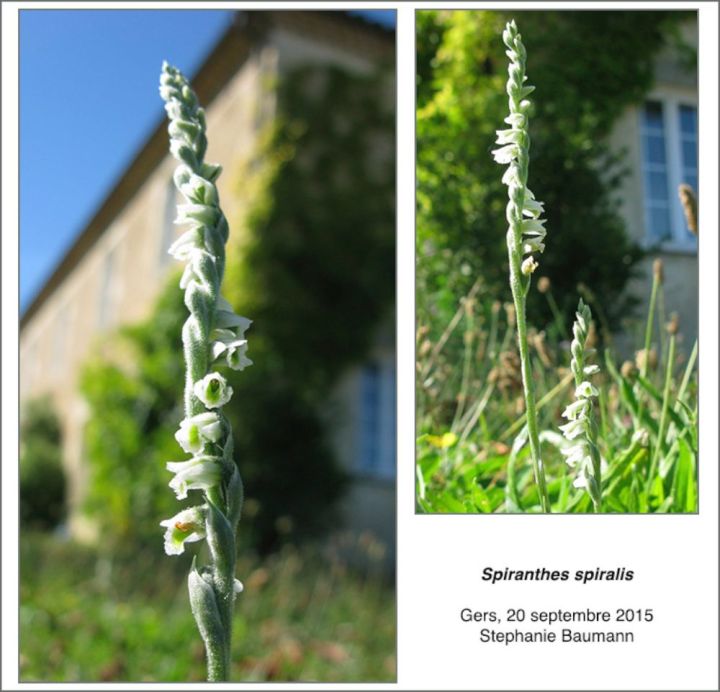 Spiranthes