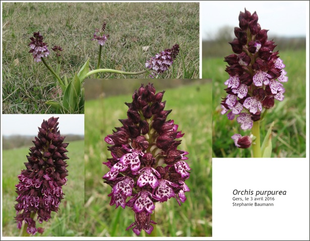 Orchis-purpurea.jpeg