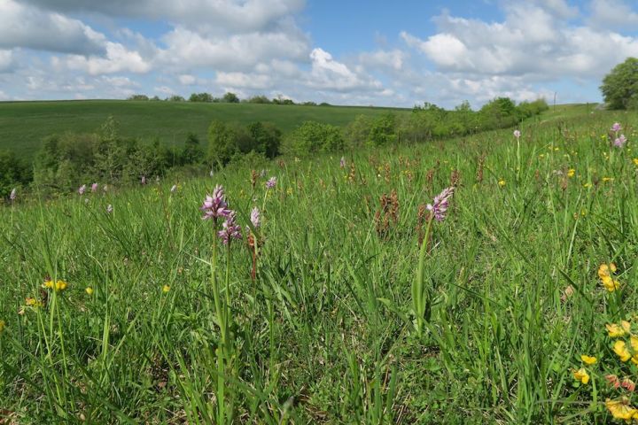 Orchis militaris.jpg