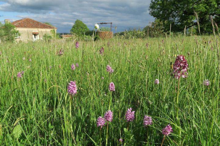 Orchis purpurea und simia.jpg