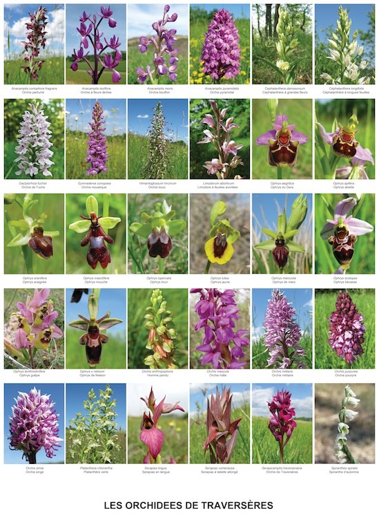 Alle 30 Orchideen 50 x 70.jpg