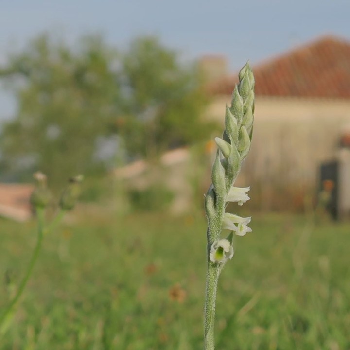Spiranthes spiralis 2.jpeg