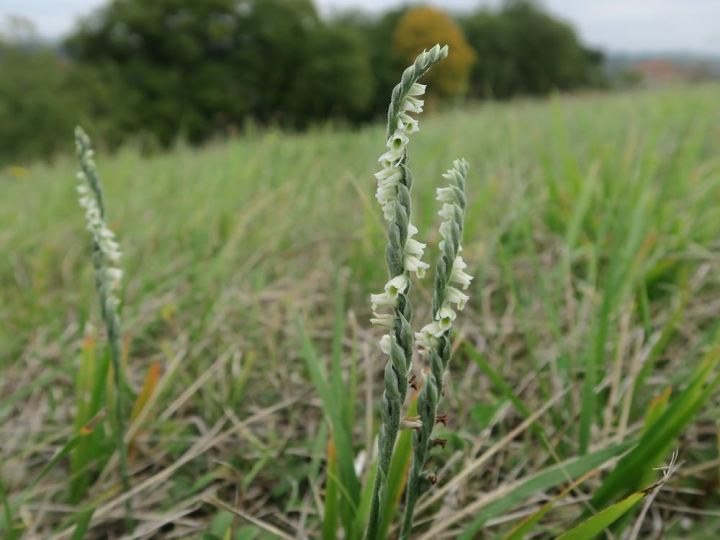 Spiranthes spiralis.jpg