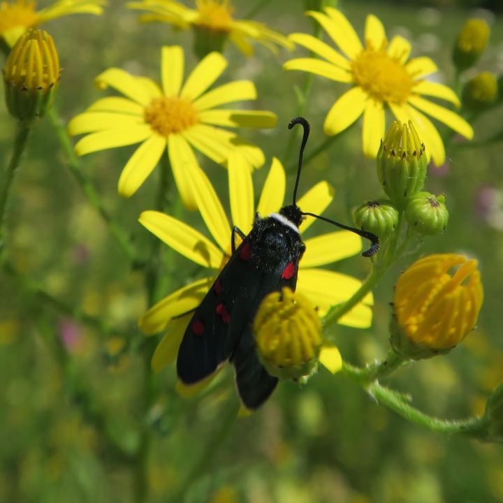 Zygaena lavendulae