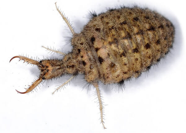 ameisenlöwe-vergroesserte-abbildung